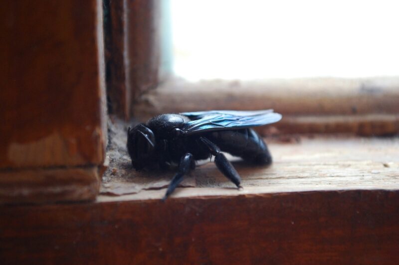 Could You Share Your Home with Pests Without Knowing It?